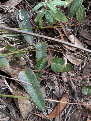 False Sarsaparilla