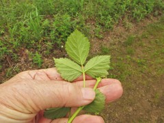 Rubus enslenii