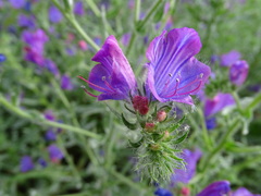 Echium plantagineum