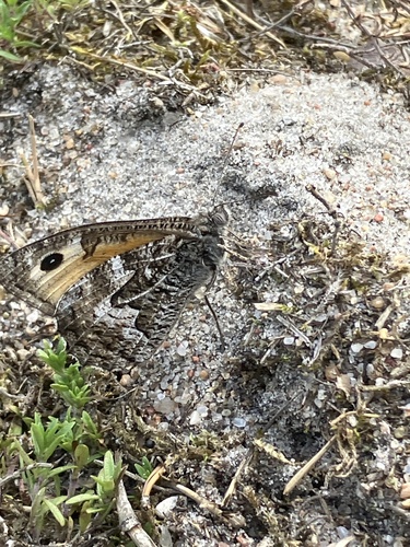 Grayling