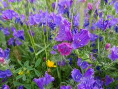 Echium plantagineum