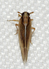 Muellerianella laminalis