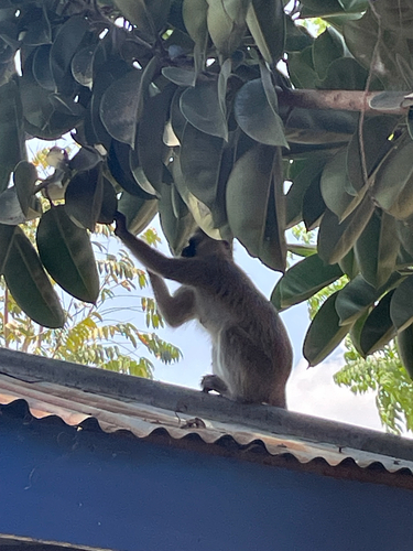 Vervet Monkey