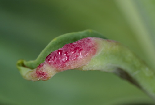 valerian psyllid