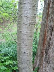 Prunus