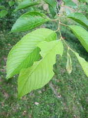 Prunus