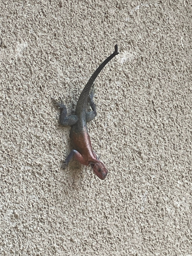 Mwanza Flat-headed Rock Agama