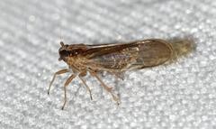 Muellerianella laminalis