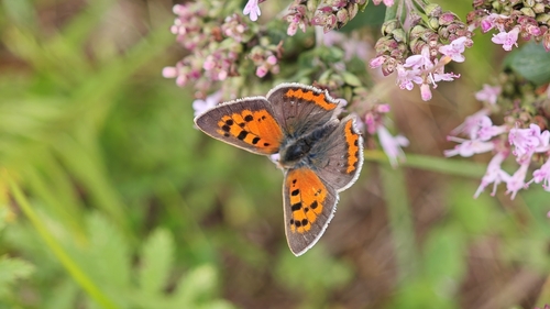 Small Copper