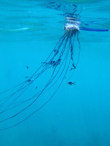 Portuguese Man o' War, photo 2 of 7