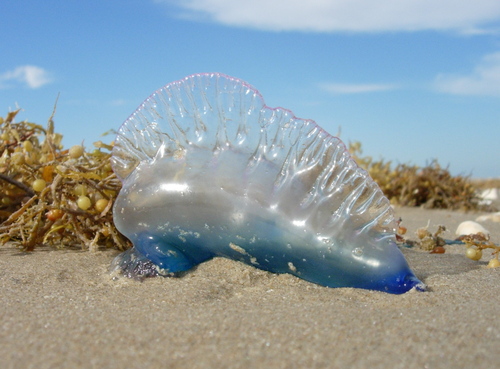 Portuguese Man o' War, photo 5 of 7