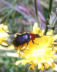 Heliotaurus ruficollis
