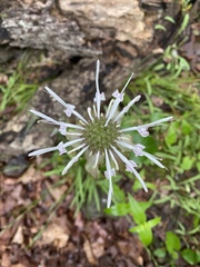 Monarda russeliana