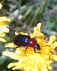 Heliotaurus ruficollis