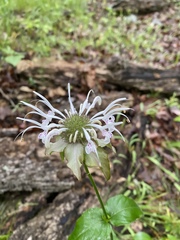 Monarda russeliana