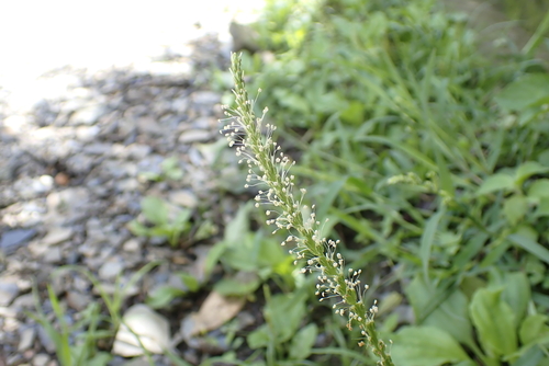 Plantago asiatica, photograph 6