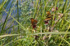Boloria aquilonaris