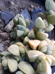 Corpuscularia lehmannii