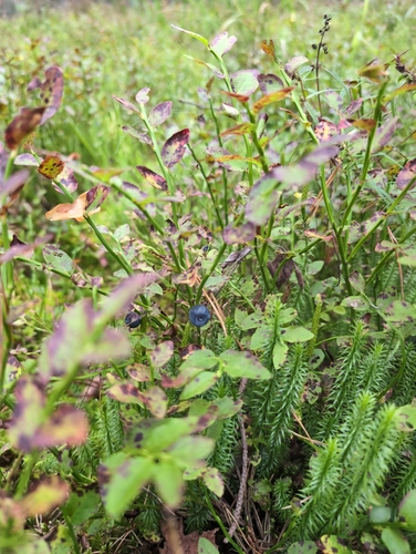 common bilberry