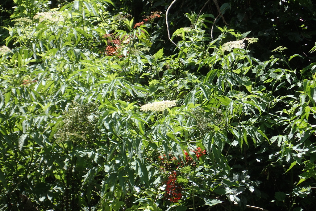 Sambucus javanica; photograph (c) Licheng Shih, some rights reserved (CC BY)