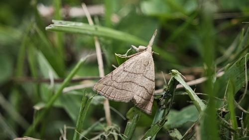 Polypogon tentacularia