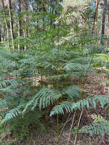 Pteridium aquilinum aquilinum