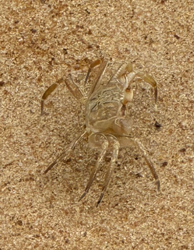 Tufted Ghost Crab