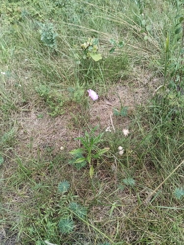 Field Scabious
