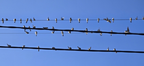 Western House Martin