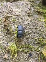 Dorcus