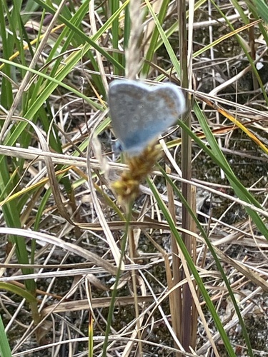 Common Blue
