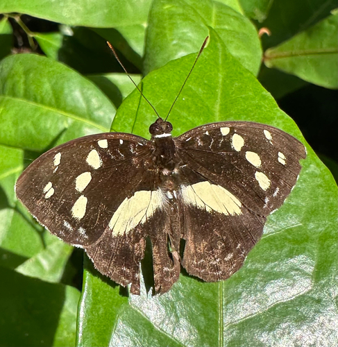 Forest Glade Nymph