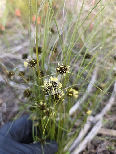 Schoenus curvifolius, 2026-08-05