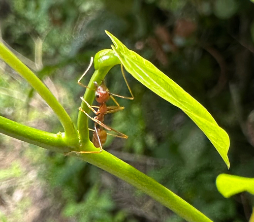 African Weaver Ant