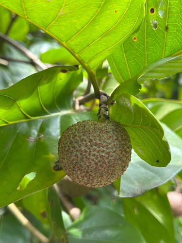 African peach