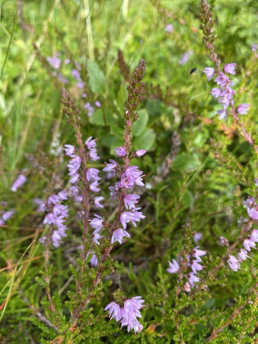 common heather