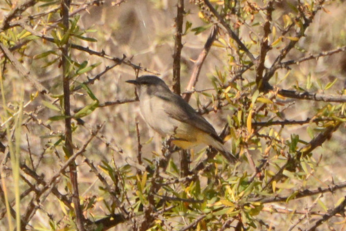 iNaturalist image