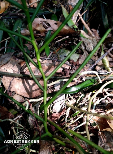 Cleisostoma simondii