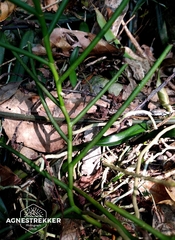 Cleisostoma simondii