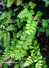Adiantum philippense, photograph author not stated, no rights reserved