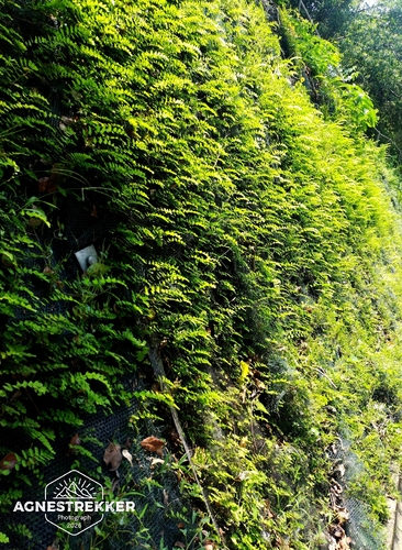 Adiantum philippense, photograph 6