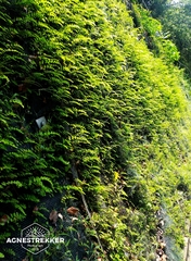 Adiantum philippense, photograph author not stated, no rights reserved
