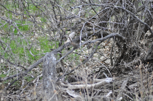 Song Sparrow photographed in South Dakota