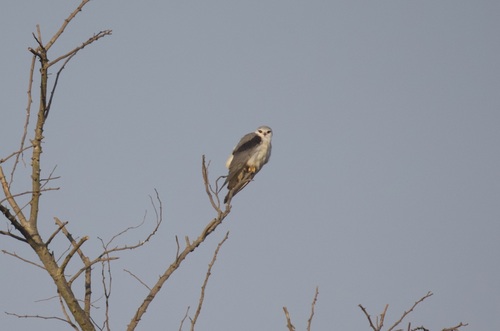Black-winged Kite
