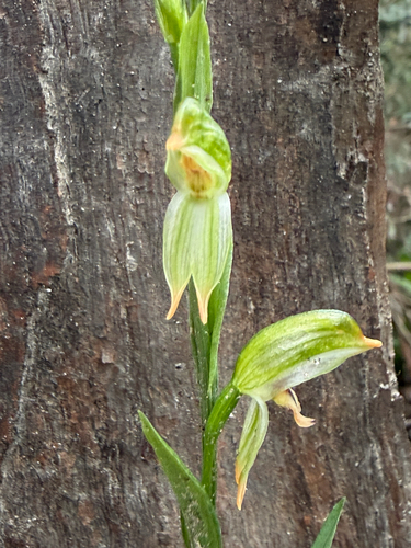 tall greenhood