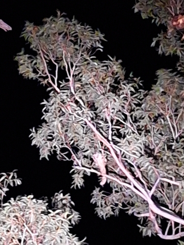 Greater Glider