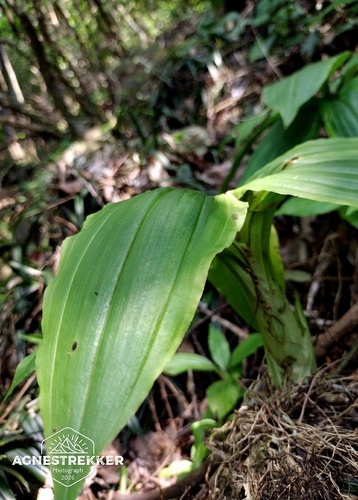 Dienia ophrydis, photograph 5