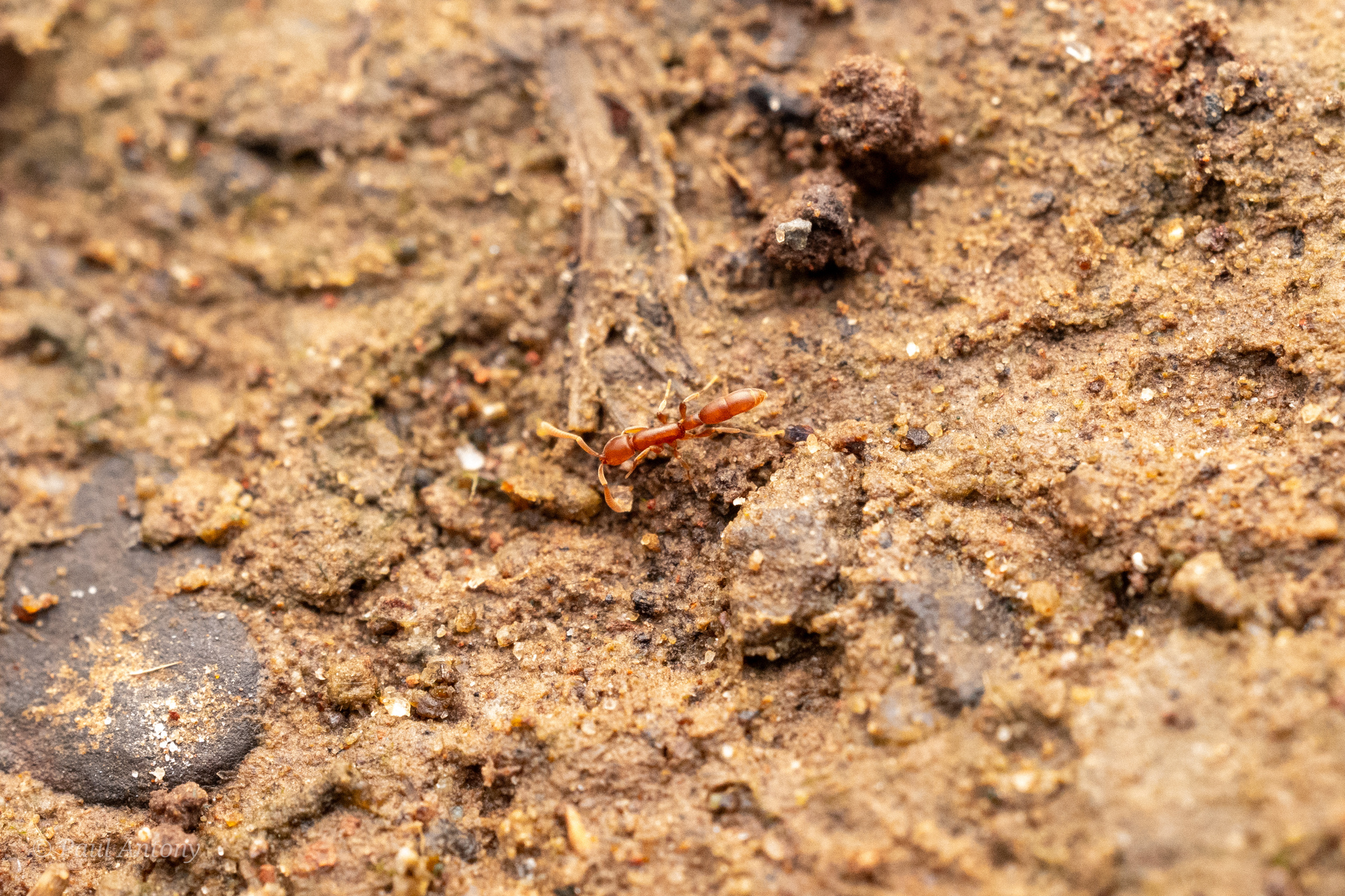 Probolomyrmex procne