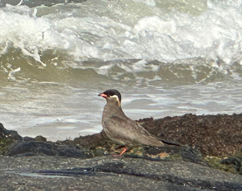 Rock Pratincole