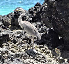 Ardea cinerea firasa